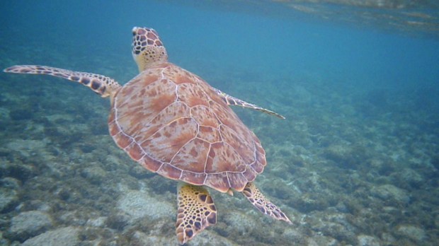 TURTLE